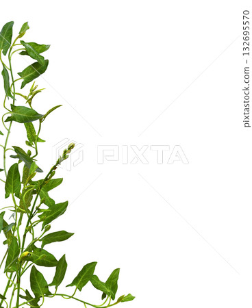 Twigs of fresh bindweed with green leaves in a corner background isolated on white 132695570