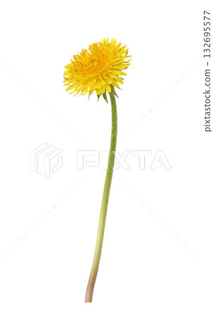 Profile of yellow dandelion flower isolated on white 132695577