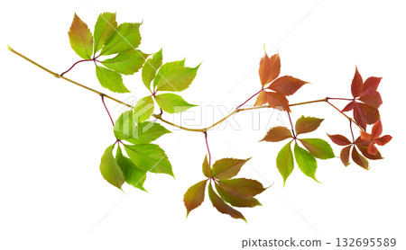 Parthenocissus twig with green and red autumn leaves isolated on white background 132695589
