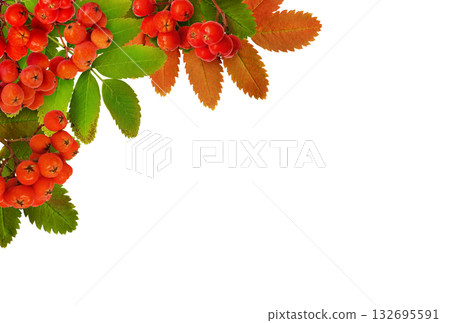 Green and yellow leaves of rowanberry tree with berries in a corner arrangement isolated on white Green and yellow leaves of rowanberry tree with berries in a corner arrangement isolated on white 132695591