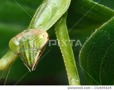 威脅螳螂 132695624