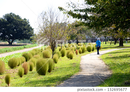 一位女士沿著兩旁種滿地膚的林蔭大道漫步。 132695677