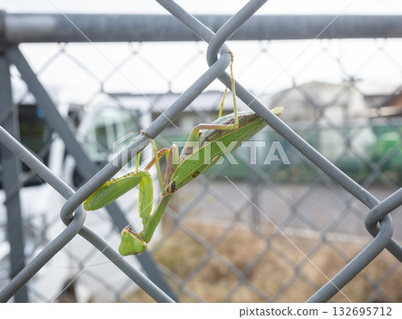 [Japan] A praying mantis standing on a wire fence 132695712