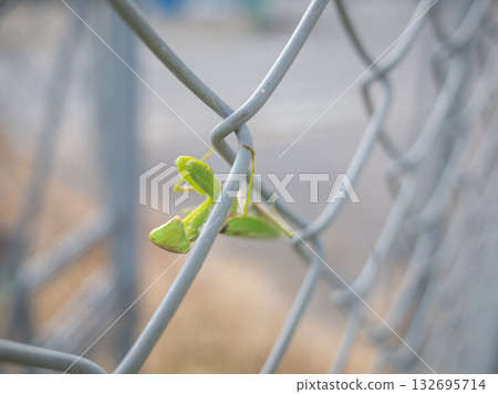 【日本】一隻螳螂站在鐵絲網上 132695714