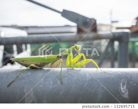 [Japan] A praying mantis standing on a wire fence 132695715