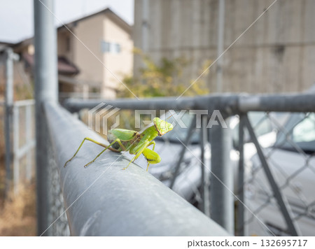 [Japan] A praying mantis standing on a wire fence 132695717