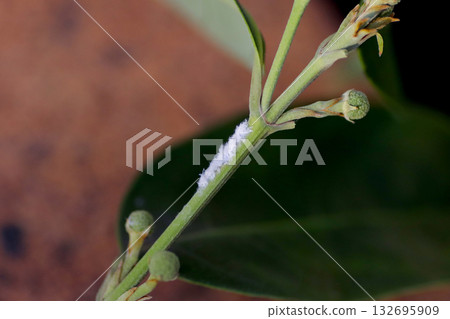 Egg deposits of the Chinese grasshopper attached to an evergreen kousa dogwood 132695909