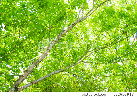 "Early summer scenery" Refreshing new green leaves of maple trees "Early summer scenery" Refreshing new green leaves of maple trees 132695918