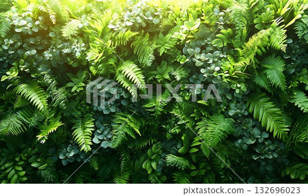 Lush green wall of ferns and foliage bathed in soft sunlight 132696023