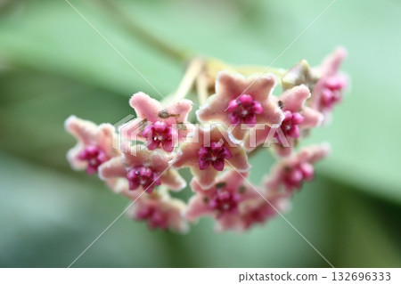 Hoya pubicalix flower Hoya pubicalix flower 132696333