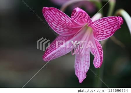 Hippeastrum flower Hippeastrum flower 132696334