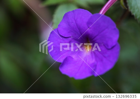 Achimenes blue flower Achimenes blue flower 132696335