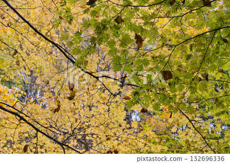 Autumn leaves in Nishizawa Valley, Yamanashi Prefecture Autumn leaves in Nishizawa Valley, Yamanashi Prefecture 132696336