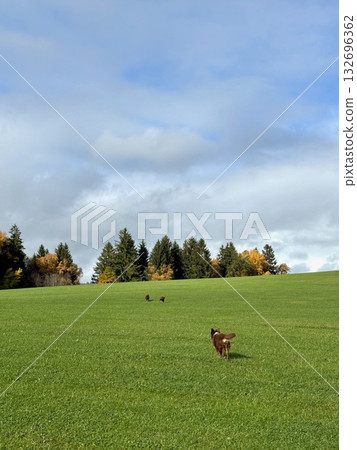 Three Dogs Exploring Green Field with Autumn Trees Three Dogs Exploring Green Field with Autumn Trees 132696362