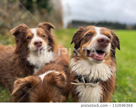 Smiling Brown and White Border Collies in Field 132696368