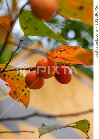 Persimmon and traffic sign 132696456