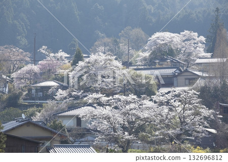 大原櫻 大原櫻 132696812