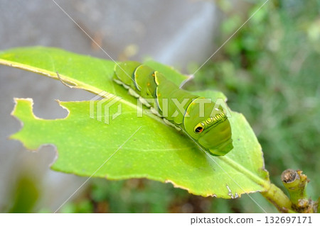 一隻燕尾蝶蝴蝶幼蟲 一隻燕尾蝶蝴蝶幼蟲 132697171