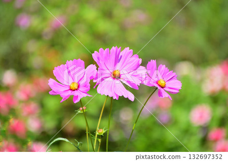 Pink cosmos found in an autumn park Pink cosmos found in an autumn park 132697352