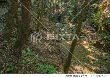 Momiji Valley forest scenery, Uji City, Kyoto Prefecture 132697416