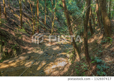 Momiji Valley forest scenery, Uji City, Kyoto Prefecture 132697417