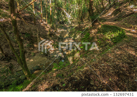 京都府宇治市紅葉谷森林景色 132697431