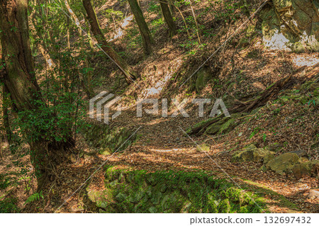 京都府宇治市紅葉谷森林景色 132697432