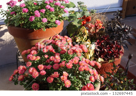 Autumn flower arrangement and mum pot Autumn flower arrangement and mum pot 132697445