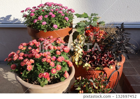 Autumn flower arrangement and mum pot Autumn flower arrangement and mum pot 132697452