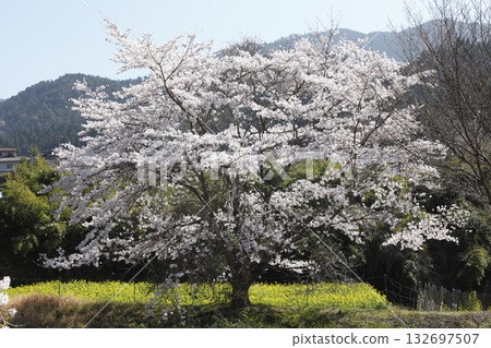 花尻高野川沿岸的櫻花盛開 花尻高野川沿岸的櫻花盛開 132697507