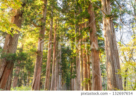 《長野縣》前往Togakure的一排雪松 132697654