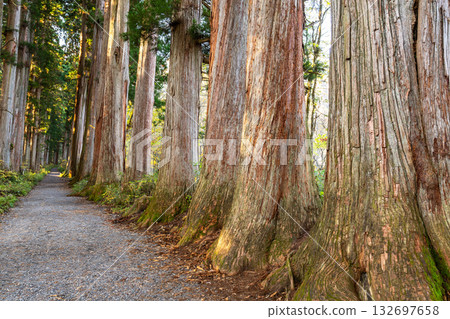 《長野縣》前往Togakure的一排雪松 132697658
