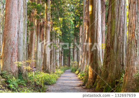 《Nagano Prefecture》 Cedar trees on the approach to Togakushi 《Nagano Prefecture》 Cedar trees on the approach to Togakushi 132697659