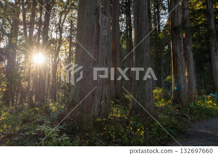 《長野縣》前往Togakure的一排雪松 132697660