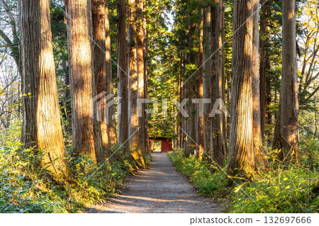 《長野縣》前往Togakure的一排雪松 132697666