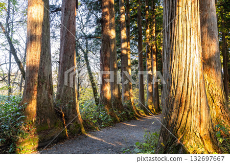 《Nagano Prefecture》 Cedar trees on the approach to Togakushi 《Nagano Prefecture》 Cedar trees on the approach to Togakushi 132697667