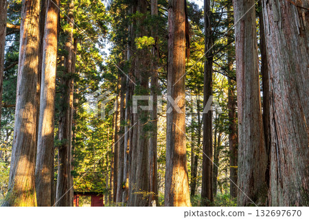 《長野縣》前往Togakure的一排雪松 132697670