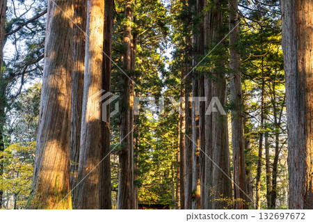 《長野縣》前往Togakure的一排雪松 132697672
