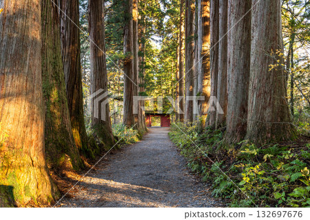 《長野縣》前往Togakure的一排雪松 132697676