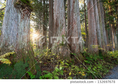 《長野縣》前往Togakure的一排雪松 132697678