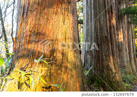 《Nagano Prefecture》 Cedar trees on the approach to Togakushi 132697679