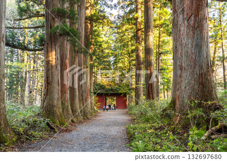 《長野縣》前往Togakure的一排雪松 132697680