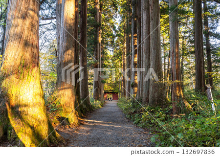 《Nagano Prefecture》 Cedar trees on the approach to Togakushi 132697836