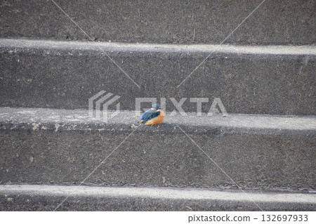 Kingfisher (male) warming up in the winter sun on the stone steps by the river - super telephoto zoom shot Kingfisher (male) warming up in the winter sun on the stone steps by the river - super telephoto zoom shot 132697933