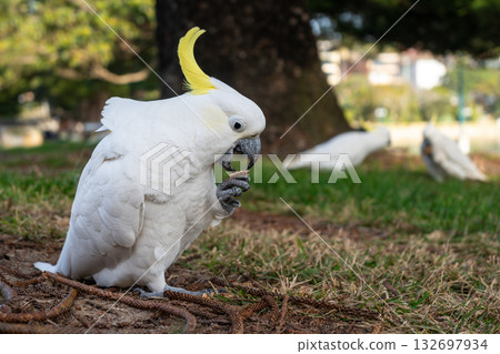 Sulphur-crested cockatoo foraging in a park in Manly, Sydney, Australia 132697934