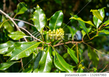 Clove bud growing on tree in Tentena, Sulawesi, Indonesia forest 132697960