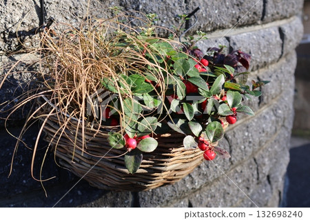 垂吊番荔枝 132698240