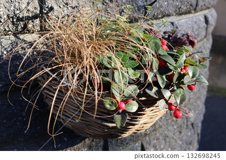 Checkerberry Hanging Plant 132698245