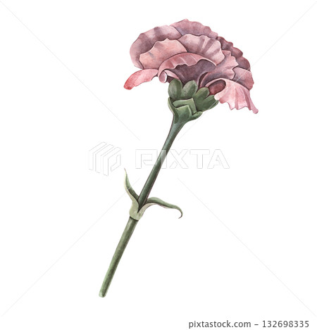 Carnation flower. Hand-painted watercolor botanical illustration isolated on white background. Ideal for floral design, wedding invitations, packaging, branding, cards, and botanical projects 132698335