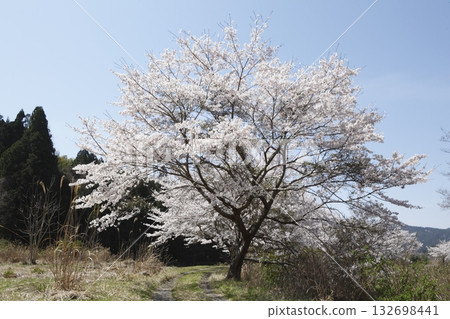 Ohara Sakura Ohara Sakura 132698441
